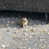 chipmunksy
